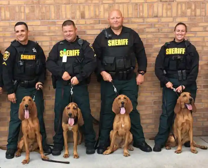 Four sheriff's deputies lined up and posing for the camera with their bloodhounds.
