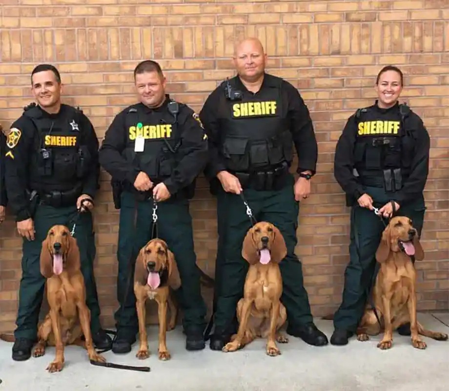 Four sheriff's deputies lined up and posing for the camera with their bloodhounds.
